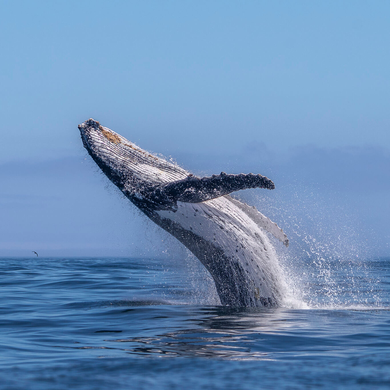 Südafrika Dezember 2026